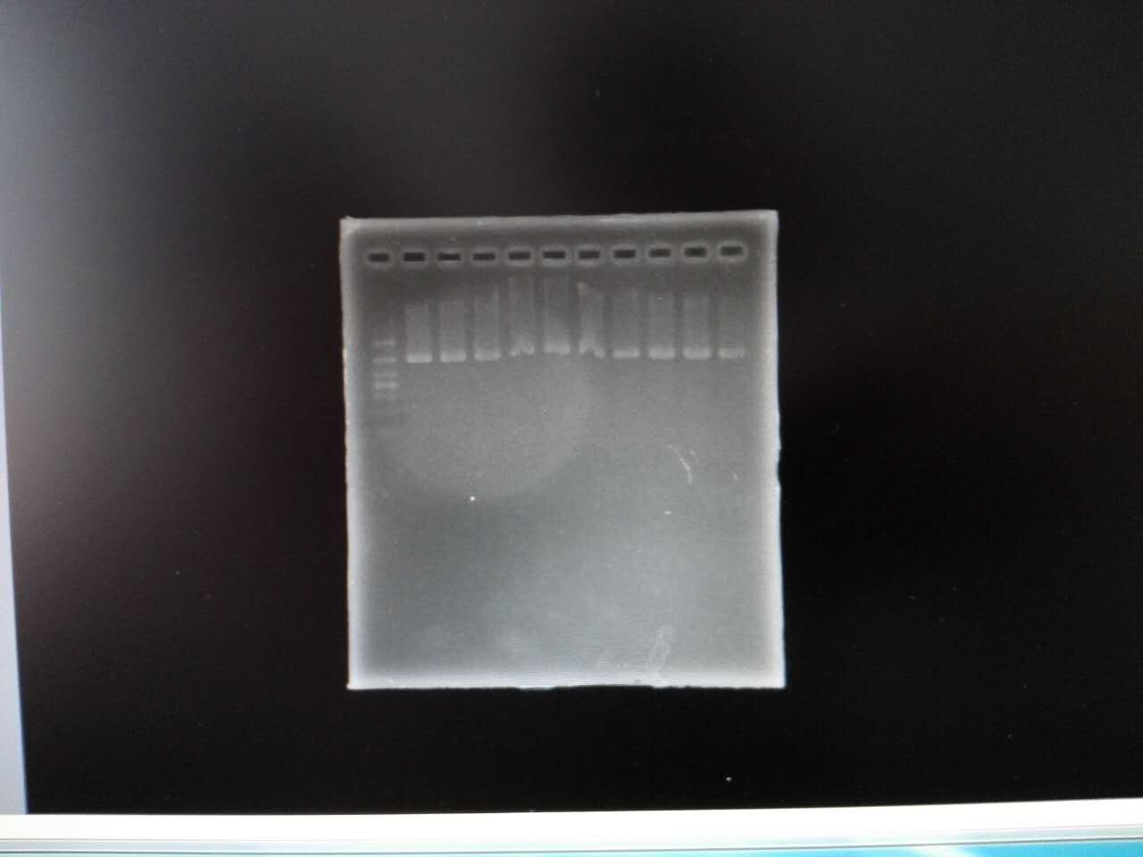 Gel image of 10 specimens